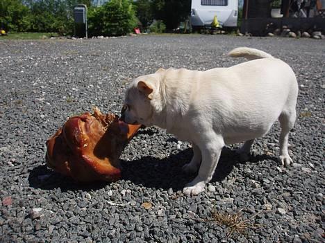 Chihuahua Chico DØD D.23-9-06 billede 11