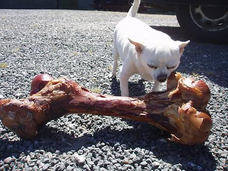 Chihuahua Chico DØD D.23-9-06 billede 12