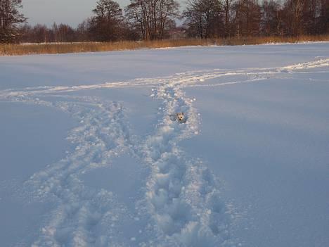 Chihuahua Chico DØD D.23-9-06 billede 13