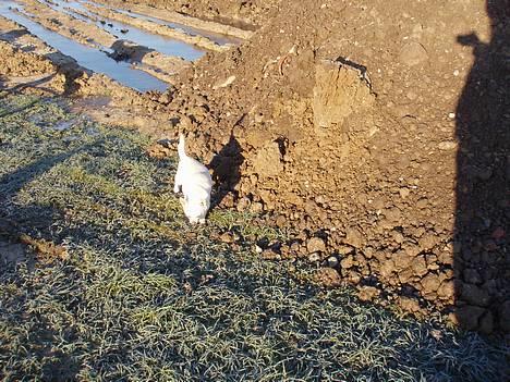 Chihuahua Chico DØD D.23-9-06 billede 14