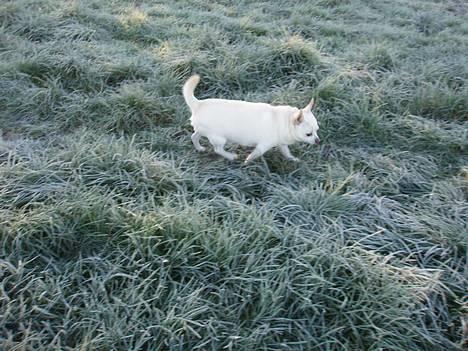 Chihuahua Chico DØD D.23-9-06 billede 15