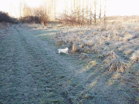 Chihuahua Chico DØD D.23-9-06 billede 16