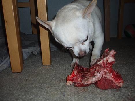 Chihuahua Chico DØD D.23-9-06 billede 17