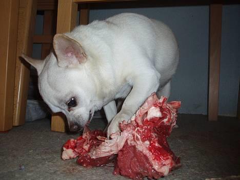 Chihuahua Chico DØD D.23-9-06 billede 18