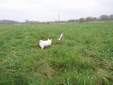 Chihuahua Chico DØD D.23-9-06 billede 19