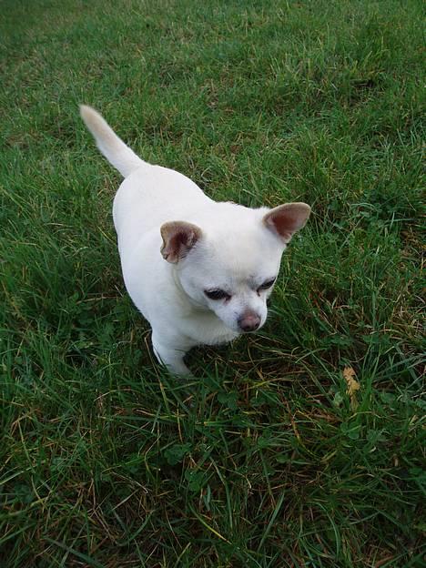 Chihuahua Chico DØD D.23-9-06 billede 20