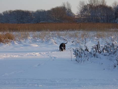 Blanding af racer soui Død 5 dec. billede 11