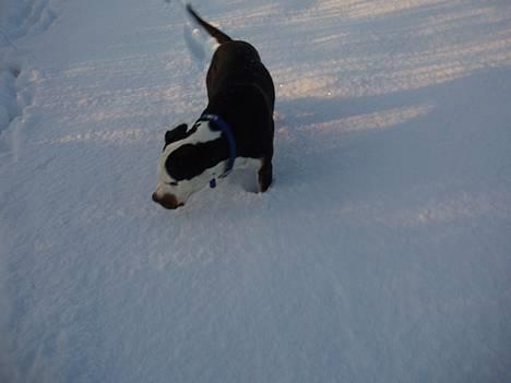 Blanding af racer soui Død 5 dec. billede 12