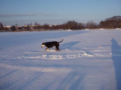 Blanding af racer soui Død 5 dec. billede 13