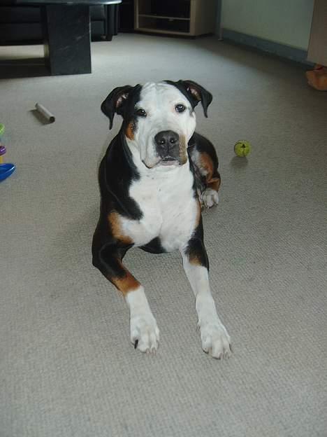 Blanding af racer soui Død 5 dec. billede 14