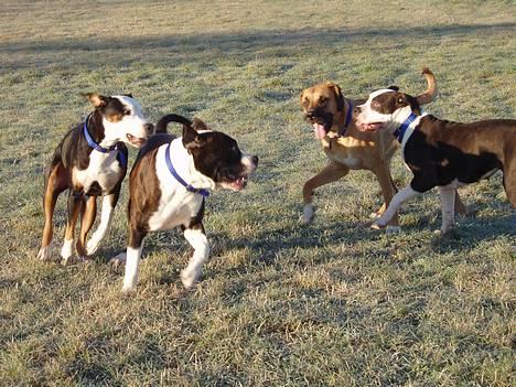 Blanding af racer soui Død 5 dec. billede 15