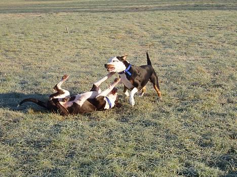 Blanding af racer soui Død 5 dec. billede 16