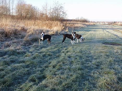 Blanding af racer soui Død 5 dec. billede 17
