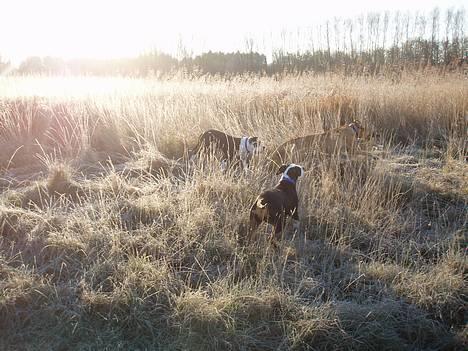 Blanding af racer soui Død 5 dec. billede 18