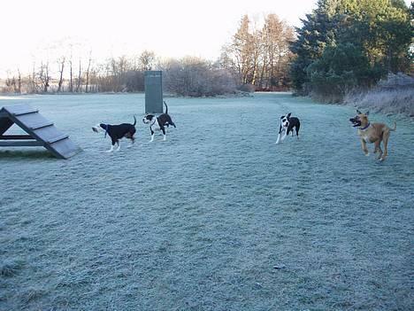 Blanding af racer soui Død 5 dec. billede 19