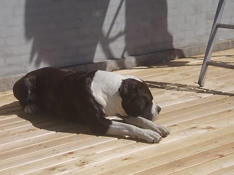 Blanding af racer Nickie DØD d.23-9-06 billede 11