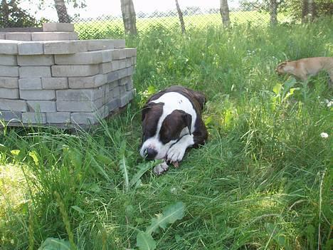 Blanding af racer Nickie DØD d.23-9-06 billede 12