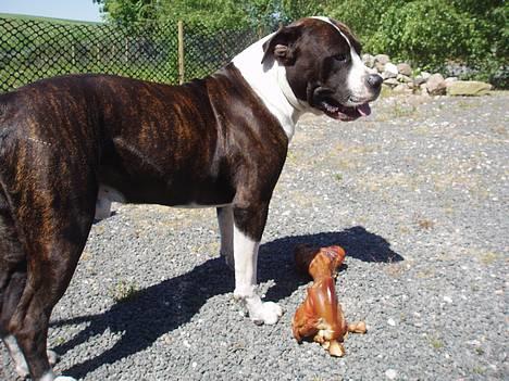 Blanding af racer Nickie DØD d.23-9-06 billede 13