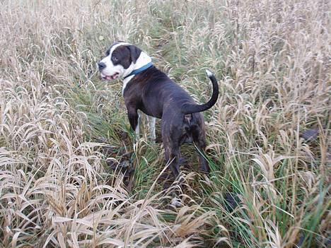 Blanding af racer Nickie DØD d.23-9-06 billede 14