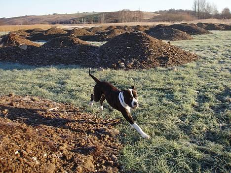 Blanding af racer Nickie DØD d.23-9-06 billede 15