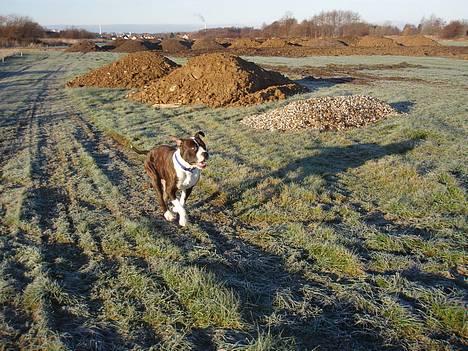 Blanding af racer Nickie DØD d.23-9-06 billede 16