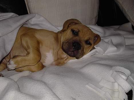 Amerikansk staffordshire terrier Malou Moniq - jeg er en puttetrold billede 11