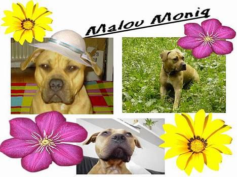 Amerikansk staffordshire terrier Malou Moniq billede 12