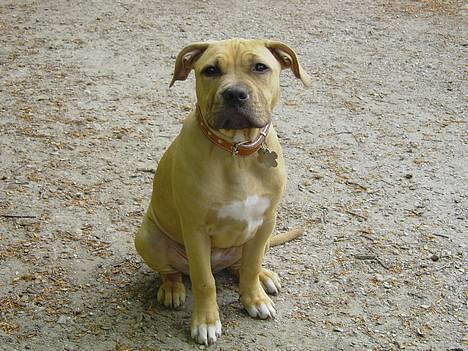 Amerikansk staffordshire terrier Malou Moniq - malou ...d 19/5-05 billede 13