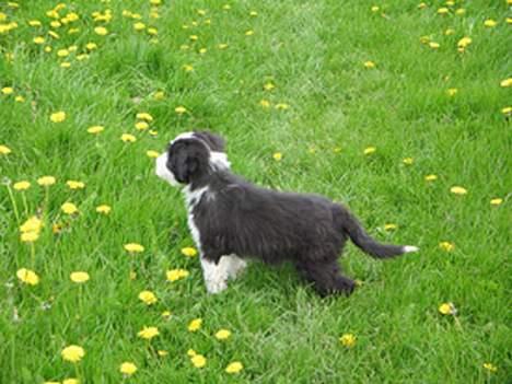 Bearded collie Megan billede 7