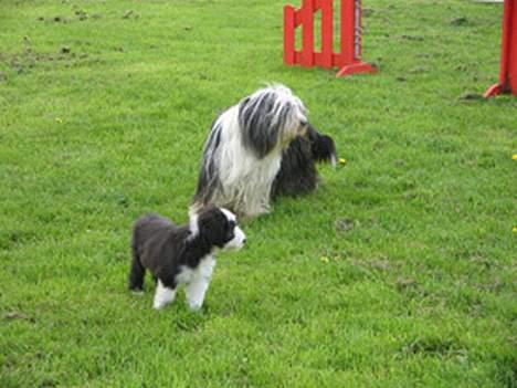Bearded collie Megan billede 8
