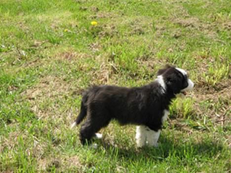 Bearded collie Megan billede 9