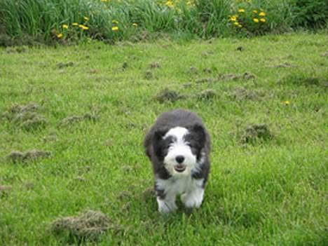 Bearded collie Megan billede 10