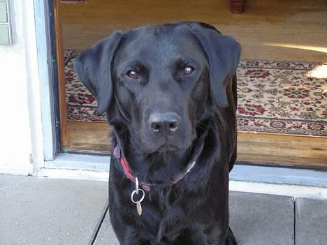 Blanding af racer Mille - Hey, er jeg ikke sød? billede 1