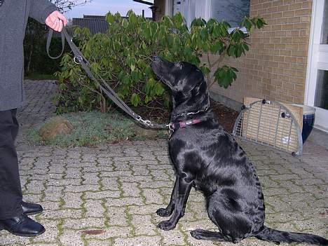 Blanding af racer Mille - Ja, mor, jeg vil gerne gøre hvad du siger; for en godbid! billede 2