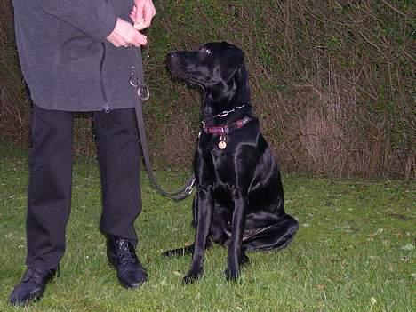 Blanding af racer Mille - Er jeg ikke super dygtig? billede 3