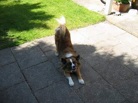 Islandsk fårehund Eyja billede 12