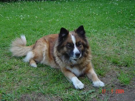 Islandsk fårehund Eyja billede 13