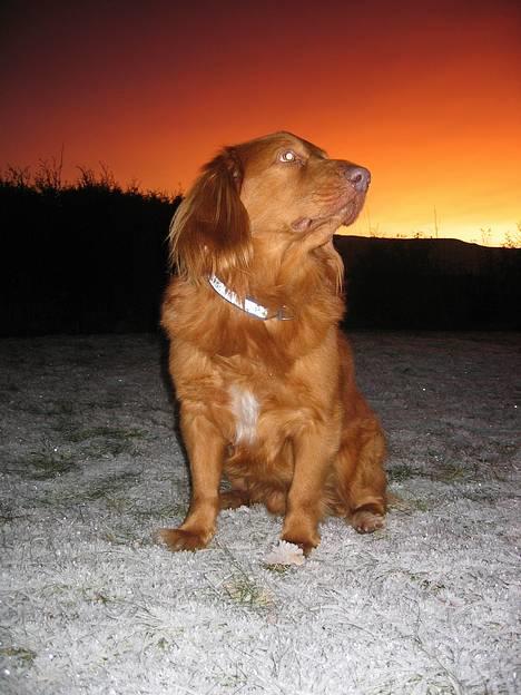 Nova scotia duck tolling retriever Troy - troy i solnedgangen billede 11