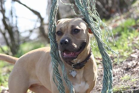 Amerikansk staffordshire terrier Malou Moniq - Malou Moniq april 2006 - 15 måneder gammel...professionelt billede.. billede 14