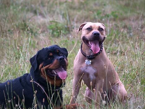Amerikansk staffordshire terrier Malou Moniq - Malou og hendes kæreste Aico..sommer 2006 billede 17