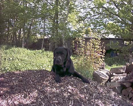Labrador retriever Buddy - Ser jeg fræk ud? billede 2