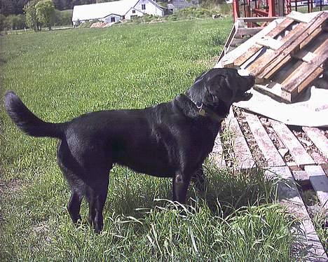 Labrador retriever Buddy - Ja.... hvordan kommer man nu derop? billede 3