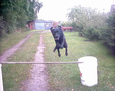 Labrador retriever Buddy - Buddy-jump billede 4