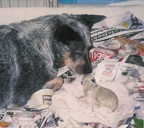 Australsk cattledog Dinky billede 12