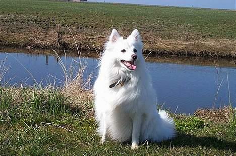 Japansk spids Sissi - sissi ved åen billede 2