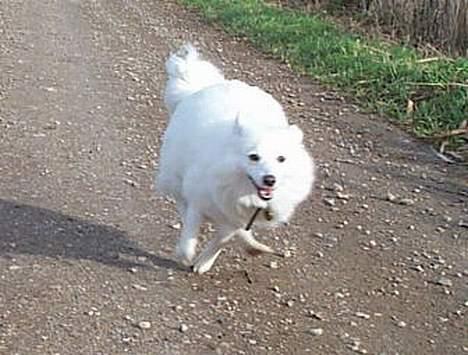 Japansk spids Sissi - fuld fart fremad billede 3