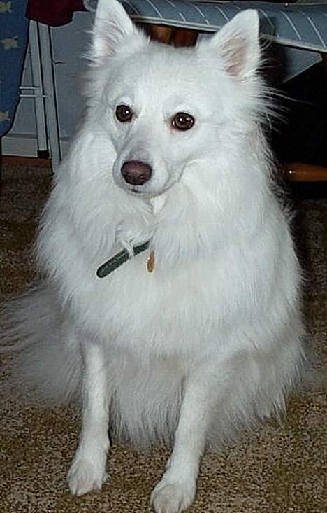 Japansk spids Sissi - "ser jeg ikke klog ud?" billede 4