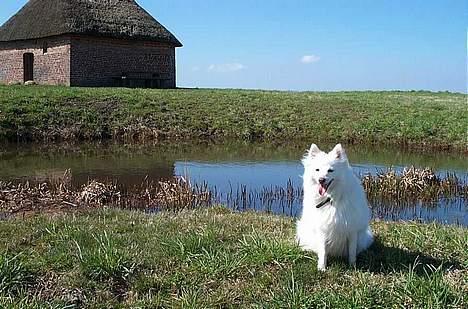 Japansk spids Sissi - sissi i marsken billede 5