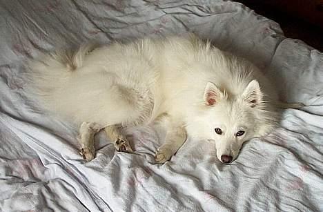 Japansk spids Sissi - "her sover jeg - ikke far!" billede 6