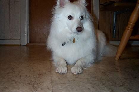 Japansk spids Sissi - "ligger jeg i vejen?" billede 7